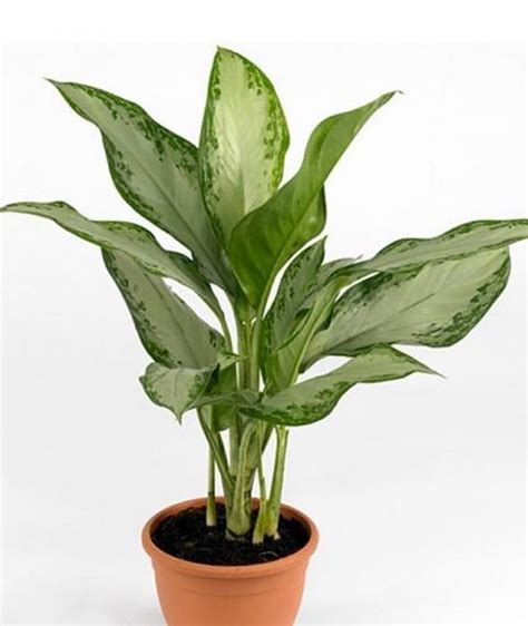 Creative Farmer Plant For Indoor Home Décor Chinese Evergreen Aglaonema ...