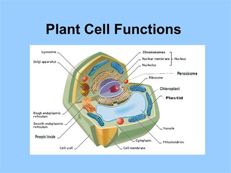 Parts Of Plant Cell And Its Function