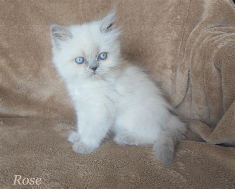 Himalayan Cat Colors - Mount Vista Persians