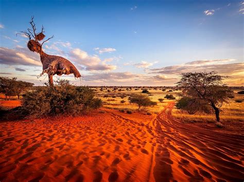 30 Interesting And Incredible Facts About The Kalahari Desert - Tons Of ...