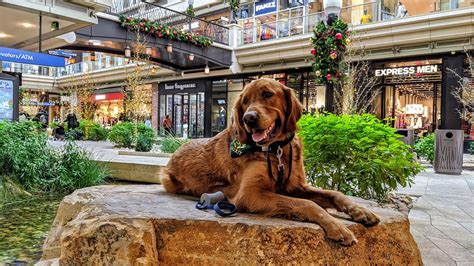 Things to do with your dog in downtown Salt Lake City — Dog Friendly SLC