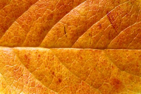 Orange Leaf Close Up Texture Picture | Free Photograph | Photos Public ...