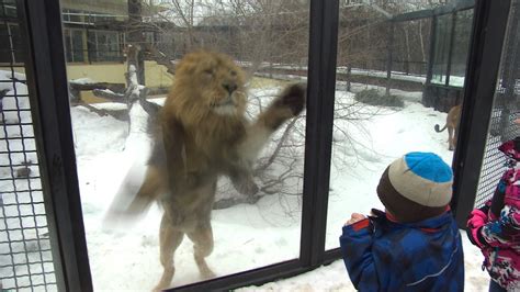 Losing a mane attraction: Winnipeg zoo's rare lions moving to England ...