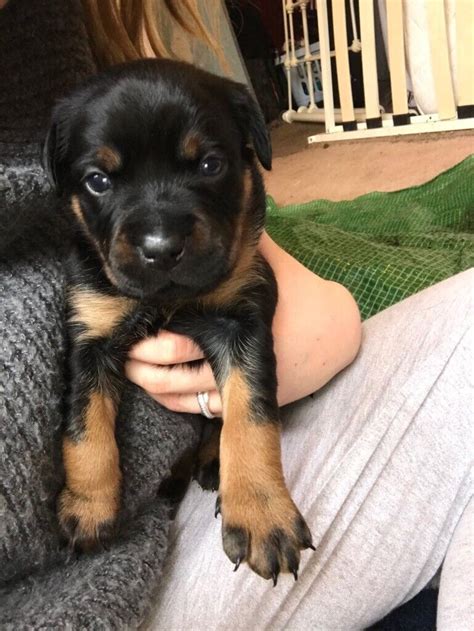 Rottweiler Doberman Puppies | in Oakham, Rutland | Gumtree