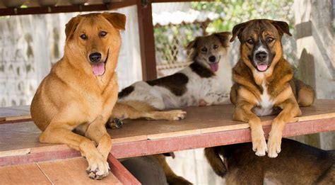 Dogs For Adoption | Soi Dog Foundation