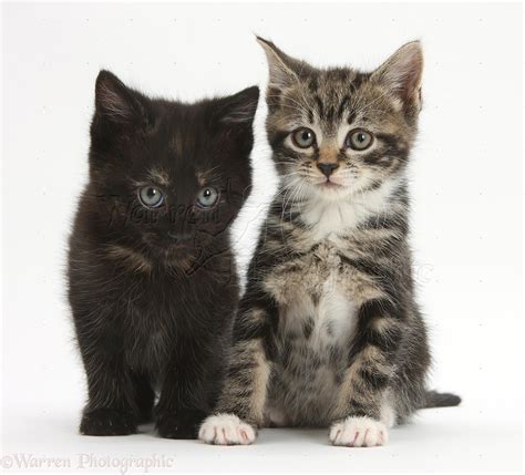 Tabby and black kittens photo - WP29139