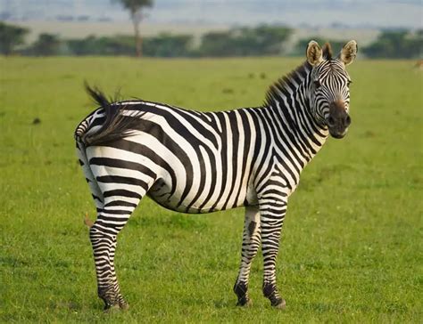 268 Cool Zebra Names for Your Stripey Friends - Animal Hype