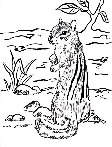 Chipmunk Coloring Page - Art Starts