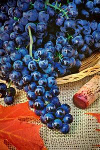 Merlot Grape Vines | Wine Grape Vines | Willis Orchards