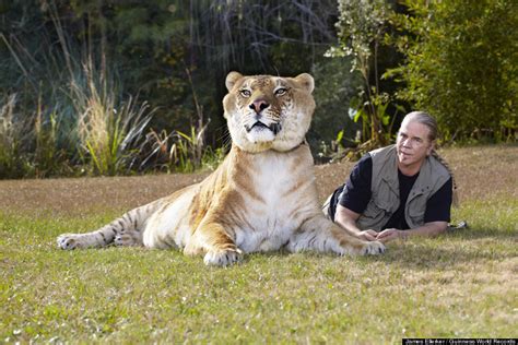 Hercules, 922-Pound Liger, Is The World's Largest Living Cat (PHOTOS ...