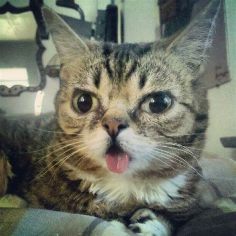 Lil Bub Cat | Animals