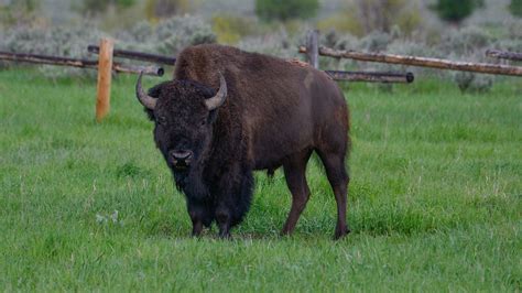 Beefalo Hybrid Animals