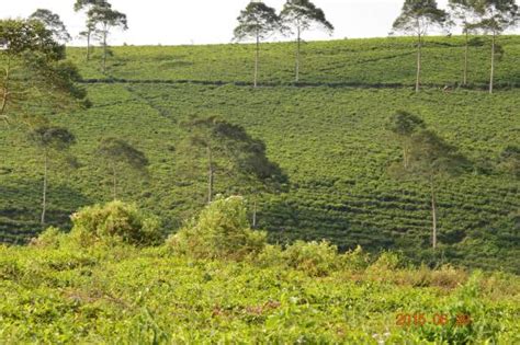 Kemuning Tea Plantation (Tawangmangu) - Aktuelle 2021 - Lohnt es sich ...