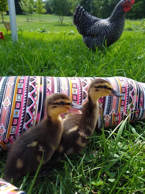 Baby ducks enjoying the last bits of summer! : r/farming