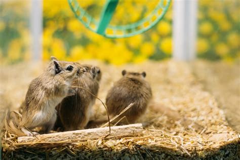 Do Male or Female Gerbils Make Better Pets?