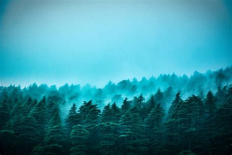 Download free Blue Aesthetic Foggy Forest Wallpaper - MrWallpaper.com