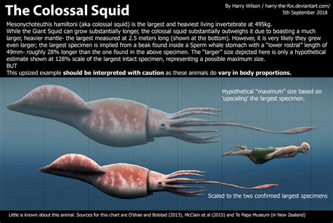 Colossal Squid Size by Harry-the-Fox on DeviantArt