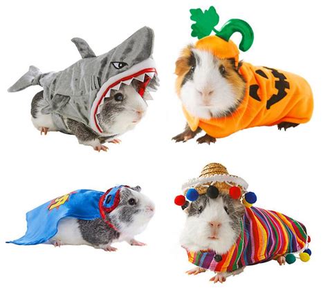 You Can Now Get Costumes For Your Hamsters For Halloween