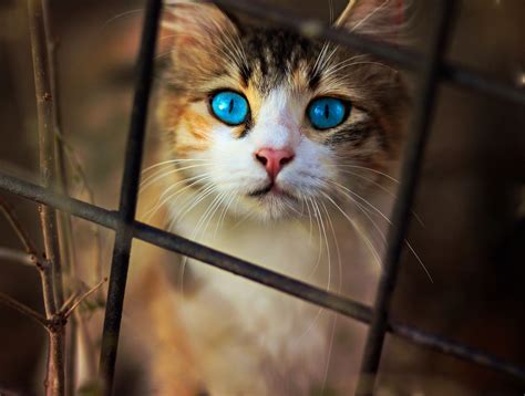 Dark red tabby cat with blue eyes - sigmatere