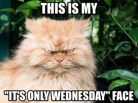 Funny Wednesday Meme – “This is my “It’s only Wednesday” face.” | Funny ...