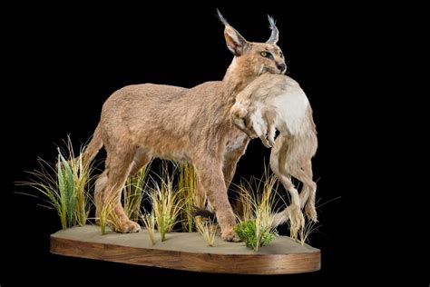 SPRINGHARE Taxidermy South Africa | Get SPRINGHARE Trophy Quote