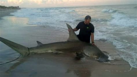 North Carolina paramedic reels in 500-pound hammerhead shark at North ...