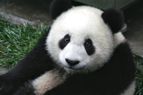 Why Are Pandas Endangered? - Earthpedia - Earth.com