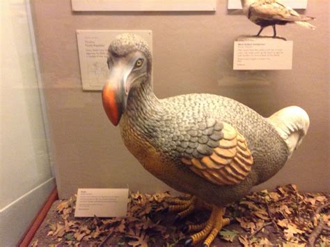 Chicago field museum Dodo bird | Field museum chicago, Bird, Field museum