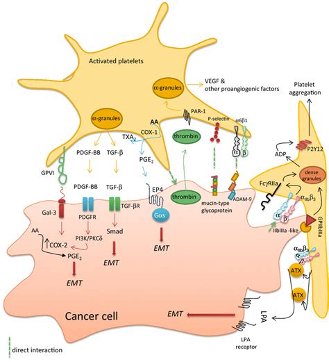 Molecular determinants involved in the crosstalk between platelets and ...