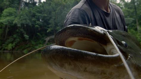 Animal Planet on Twitter: "How do you catch a tapah like #RiverMonsters ...