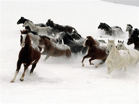 Horses Running in the Snow | Horses in snow, Wild horses running, Horses