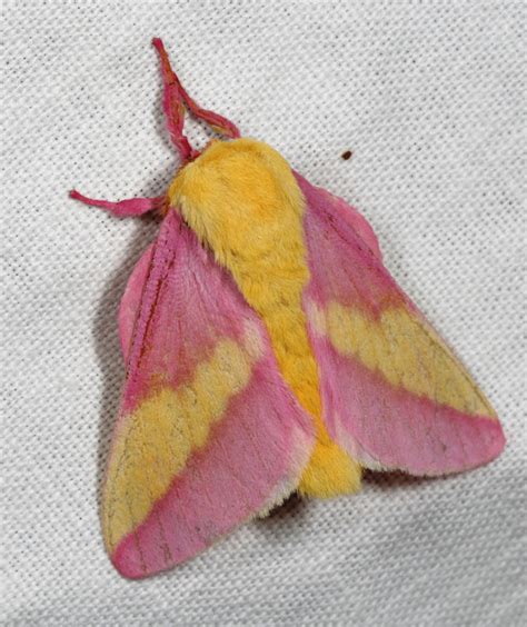 Rosy Maple Moth Life Cycle Free Shipping | www.gbu-presnenskij.ru