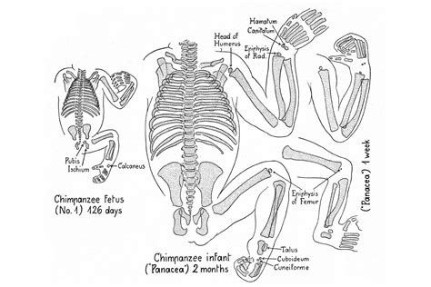 Chimpanzee Anatomy