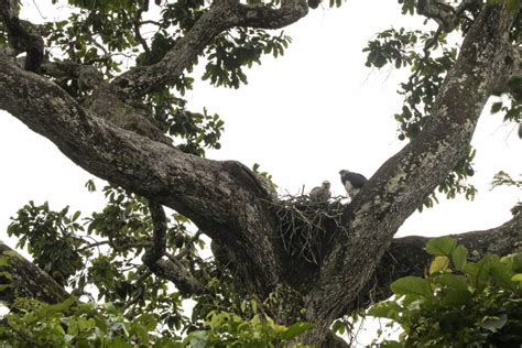 Jewel of the Amazon: the mythical Harpy Eagle (Harpia Harpyja) - Crees Manu