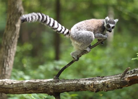 Ring-tailed Lemur - Duke Lemur Center