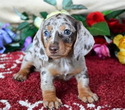 Blue And Tan Dapple Dachshund Puppies For Sale - Bleumoonproductions