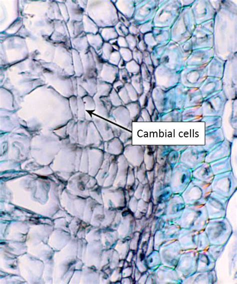 Cell Types, Cambium