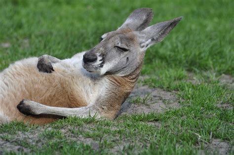 Free Images : grass, prairie, wildlife, deer, zoo, pasture, mammal ...