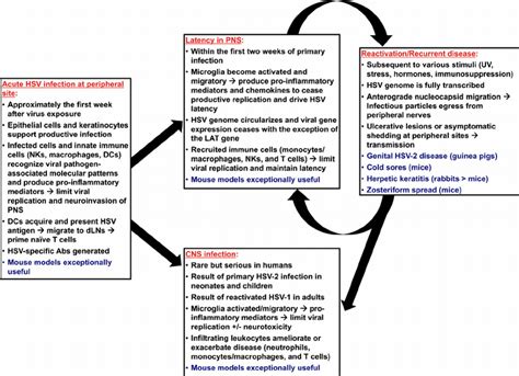 Time course of herpes simplex virus (HSV) infection and disease. HSV ...