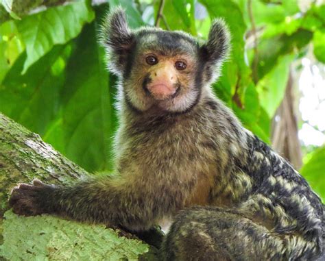 A Marmoset Moment - WCS.org