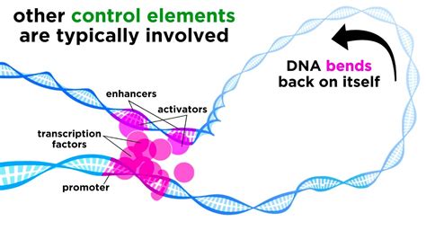 Transcription Factors