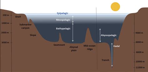 Ocean Floor Diagram With Labels - Home Alqu