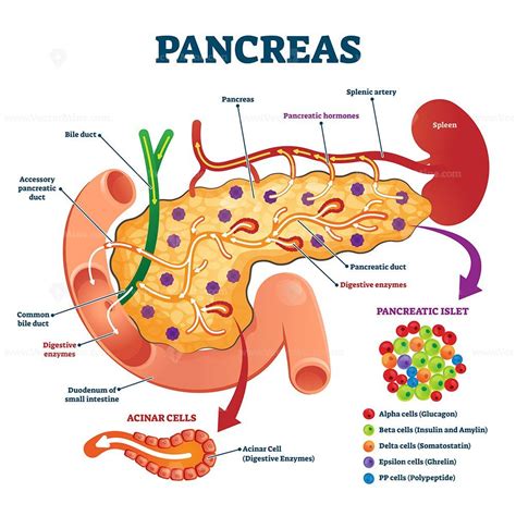 Pancreas anatomical cross section model, vector illustration medical ...