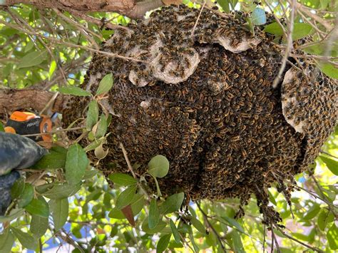 Wasp Nest Removal in Dallas, Tx - Bee Safe Bee Removal