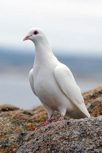 White Dove Wild Birds - unique rare bird