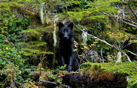 Governor Cooper Demands U.S. Fish and Wildlife Service Recommit to Red ...