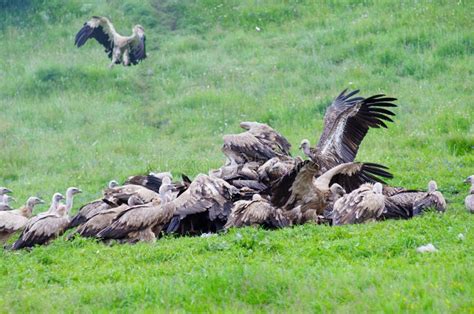 Tibetan sky burial editorial photo. Image of green, burial - 26673786