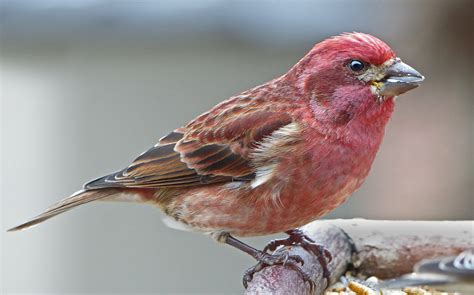 Purple Finch Facts, Habitat, Sounds, Diet, and Pictures