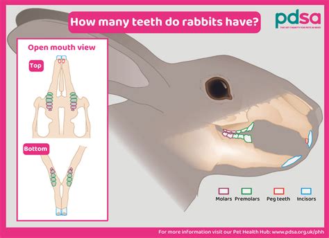 How to check your rabbits’ teeth - PDSA