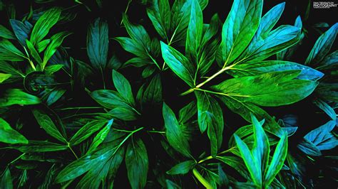 Green leaf plant, nature, green, leaves, shadow HD wallpaper ...